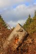 Stump