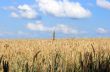 Wheaten
