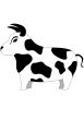 funny Bull