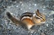 Chipmunk
