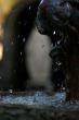 Water Drops