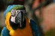 Macaw