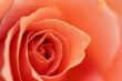 Soft Rose Petals