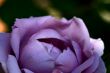 Lavender Morning
