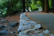 Yosemite Walk Way