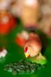 Little Chicken