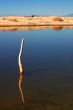 Stick In The Water