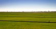 Where The Grass Is Growing