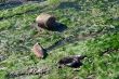 Seals 5306