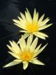 Water lilies