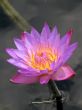 Water lily