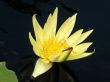Water lily