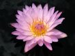 Water lily