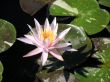 Water lily