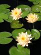 Water lilies