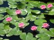 Water lilies