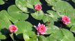 Water lilies