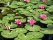 Water lilies