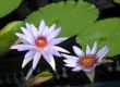 Water lilies