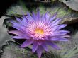 Water lily