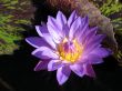 Water lily