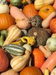 Harvest