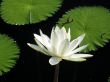 Water lily