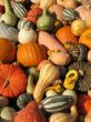Harvest