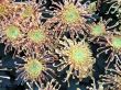 Chrysanthemums