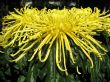 Chrysanthemums
