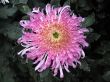 Chrysanthemums