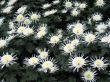 Chrysanthemums