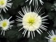 Chrysanthemums