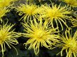 Chrysanthemums