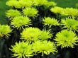 Chrysanthemums