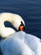 swan`s neck