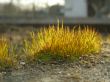 extra closeup of moss