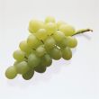 Branch of green grapes