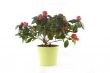 azalea