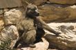 Monkeys