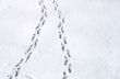 Footsteps on snow