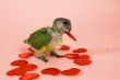 young baby parrot holding love in his mouth
