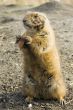 prairie dog