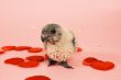young baby animal love