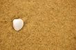 Sea shell on sandy beach