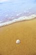 Sea shell on sandy beach
