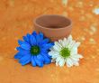 Blue and White Daisies and Flowerpot