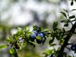sloe branch