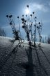 dry plants against sun