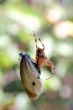 spider eats butterfly